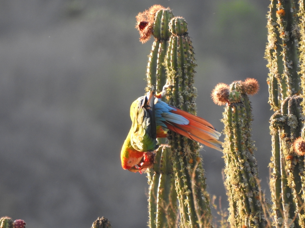 Shamrock Macaw