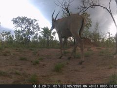 Hippotragus equinus koba