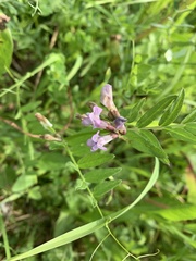 Vicia sepium