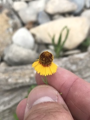 Helenium elegans