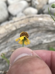 Helenium elegans
