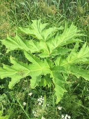 Heracleum sosnowskyi