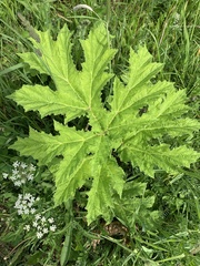 Heracleum sosnowskyi