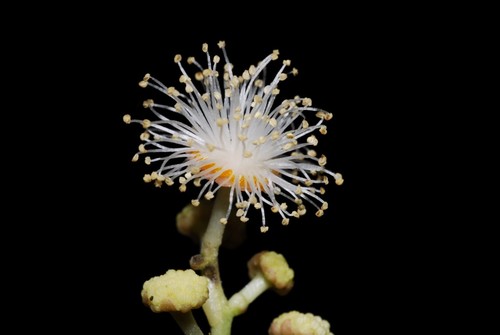 Scolopia coriacea