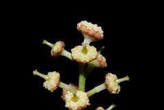 Scolopia coriacea