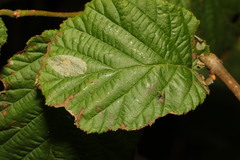 Phyllonorycter coryli