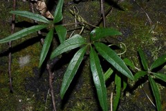 Dioscorea bemarivensis