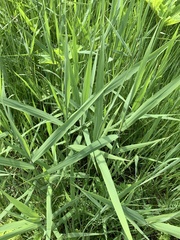 Phragmites australis