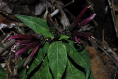 Anisotes mayottensis