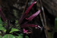 Anisotes mayottensis
