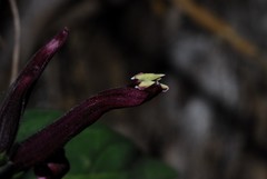 Anisotes mayottensis