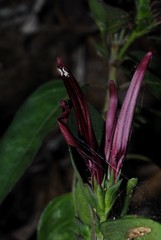 Anisotes mayottensis
