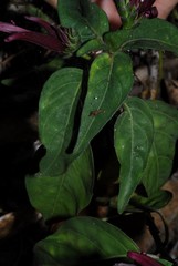 Anisotes mayottensis