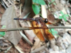 Neurothemis ramburii