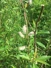 Salix triandra