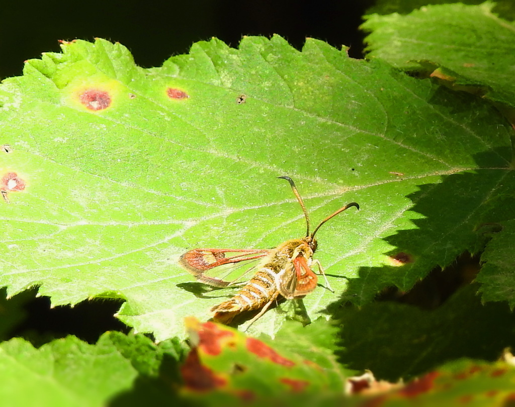 Pyropteron euglossaeformis
