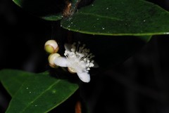 Eugenia choungiensis
