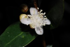 Eugenia choungiensis