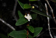 Eugenia choungiensis