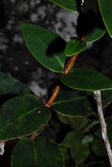 Eugenia choungiensis
