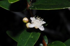 Eugenia choungiensis