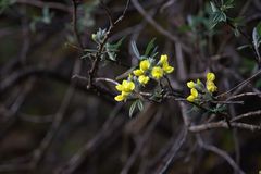 Piptanthus nepalensis