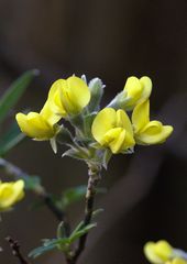 Piptanthus nepalensis