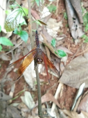 Neurothemis ramburii