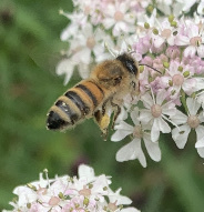 Apis mellifera