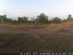 Hippotragus equinus koba