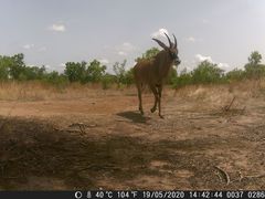 Hippotragus equinus koba