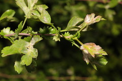 Podosphaera clandestina