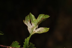 Podosphaera clandestina