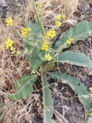 Verbascum gaillardotii