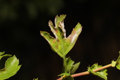 Podosphaera clandestina