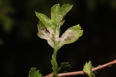 Podosphaera clandestina