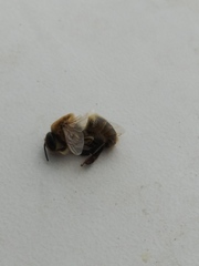 Apis mellifera