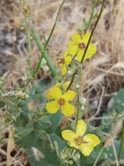 Verbascum gaillardotii