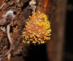 Neobarya agaricicola