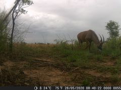 Hippotragus equinus koba