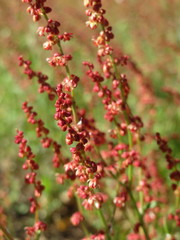 Rumex acetosella
