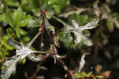 Podosphaera clandestina