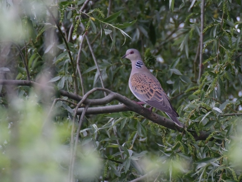 European Turtle-Dove