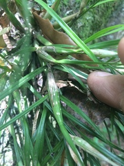 Scaphyglottis fasciculata