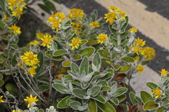 Brachyglottis × jubar