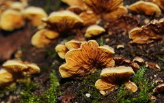 Crepidotus stromaticus