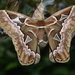 Orizaba Silkmoth - Photo (c) Carlos Galindo-Leal, some rights reserved (CC BY-NC), uploaded by Carlos Galindo-Leal