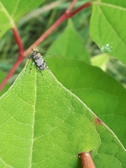 Leiopus femoratus