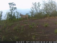 Hippotragus equinus koba