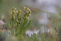 Chamorchis alpina